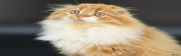 Scottish Fold cats for stud: RoyalOwl Yoshi: Scottish Fold Longhair Stud  in Banbury - Advert 8