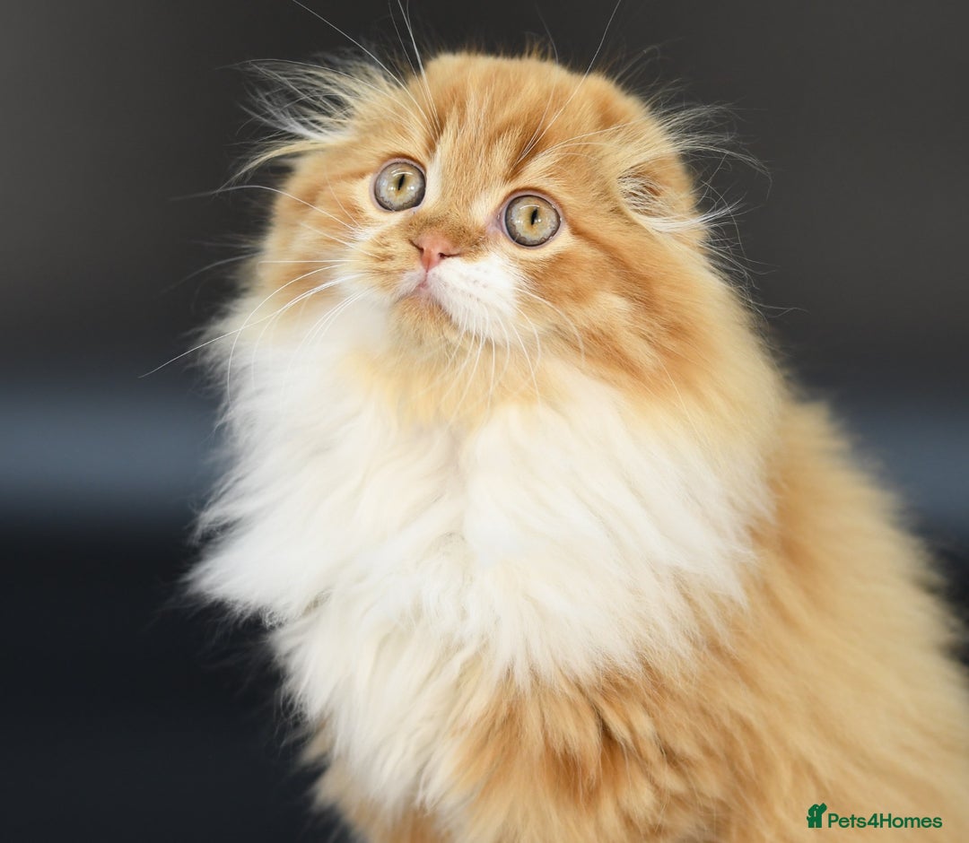 Scottish Fold cats for stud: RoyalOwl Yoshi: Scottish Fold Longhair Stud  in Banbury - Image 8