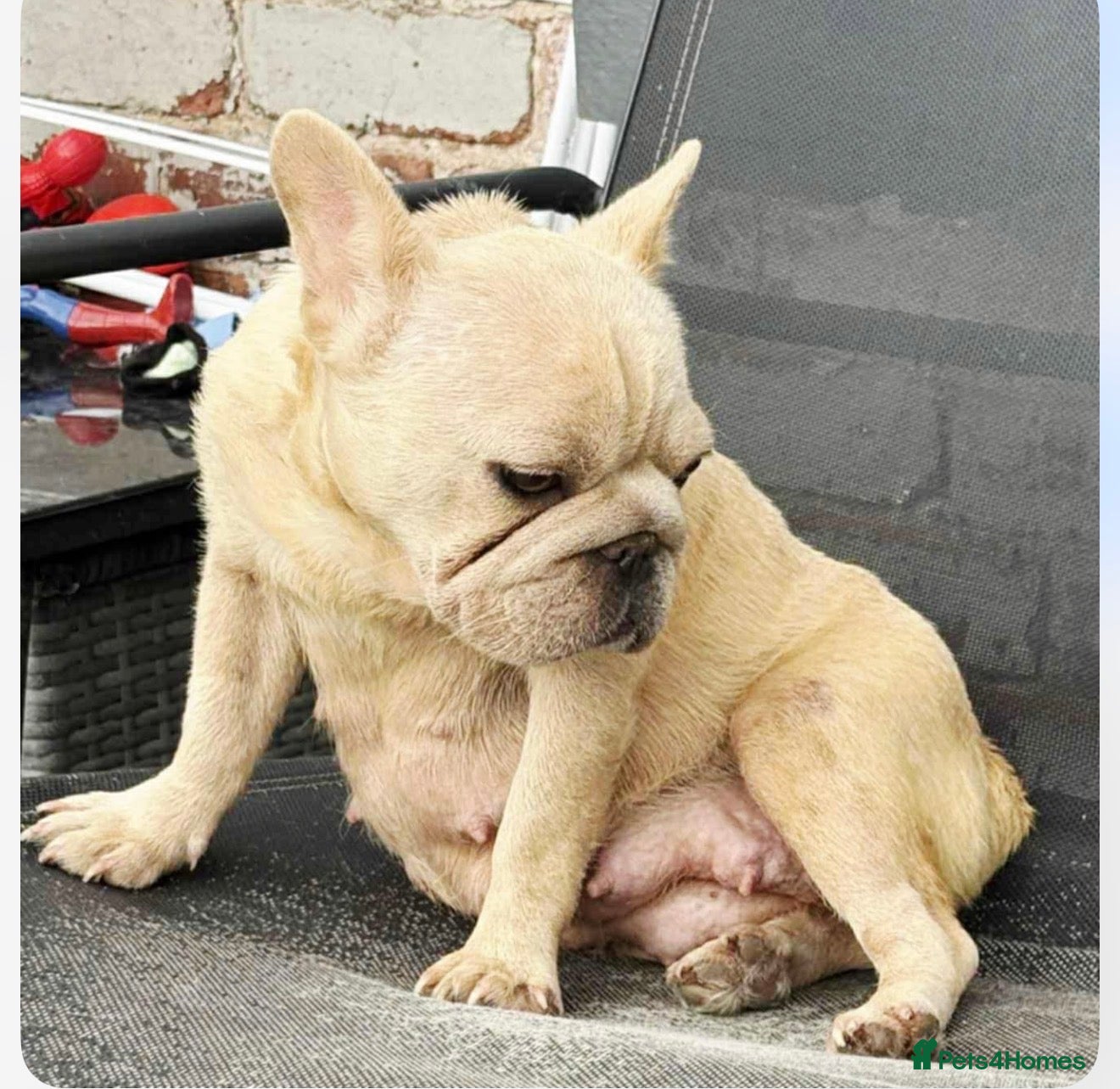 French Bulldog dogs Beautiful French bulldogs  - Advert 1