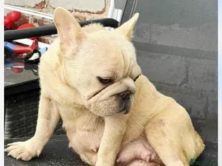 French Bulldog dogs Beautiful French bulldogs - Advert 1