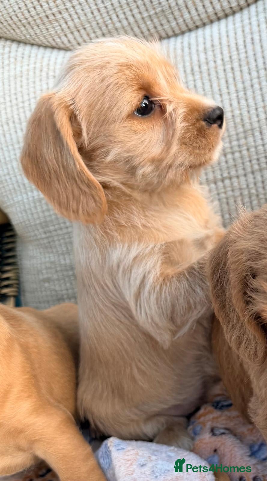 Cockapoo dogs Cockerpoo - Advert 1