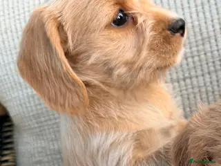 Cockapoo dogs Cockerpoo - Advert 1