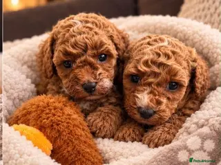 Poochon dogs 🐾 Beautiful Poochon Puppies – 2 Girls & 3 Boys 🐾 - Advert 3