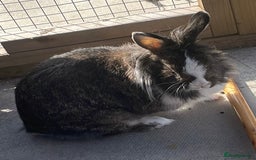 Mixed Breed rabbits for sale: Beautiful bramble looking for a home  - Image 2