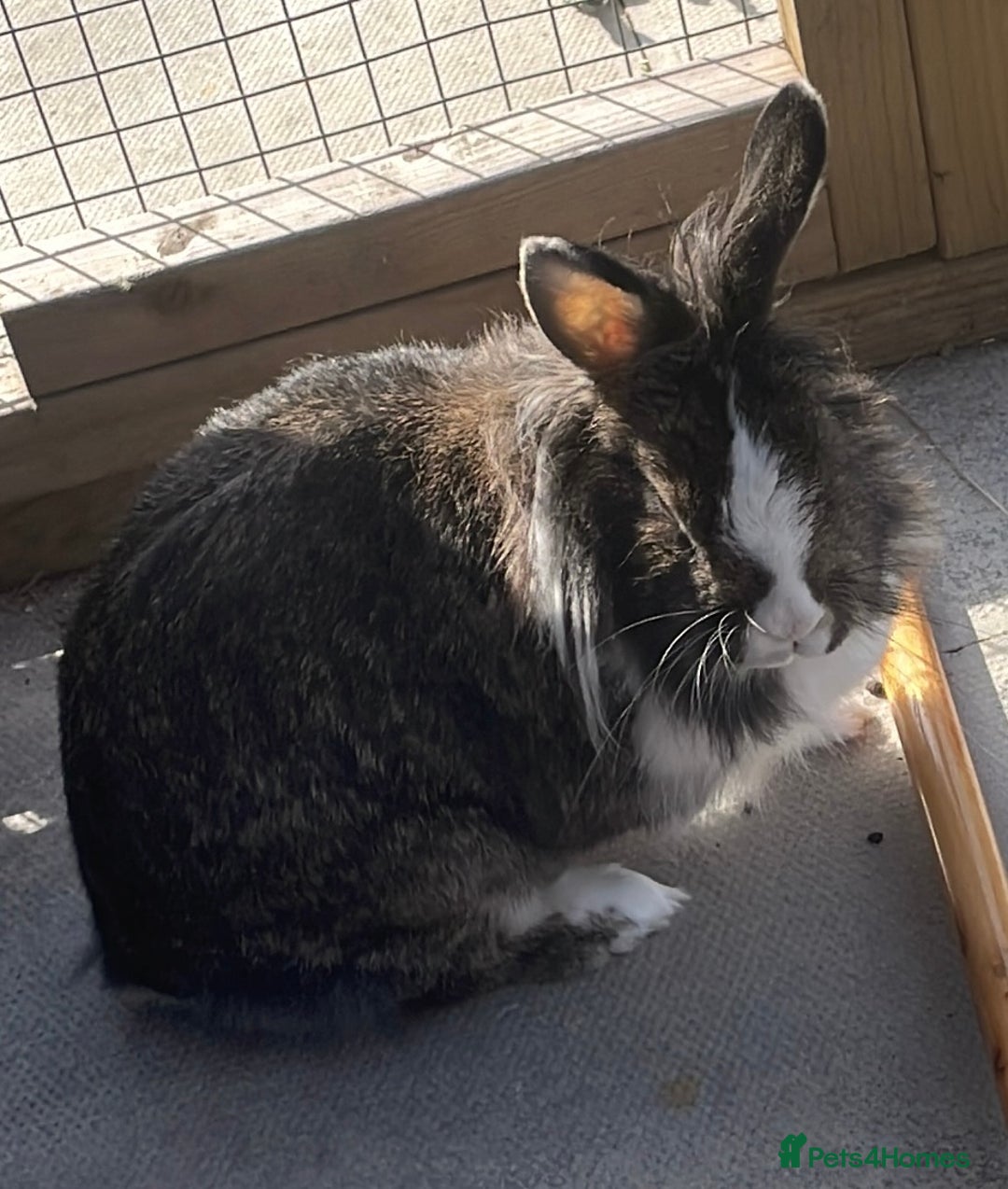 Mixed Breed rabbits for sale: Beautiful bramble looking for a home  - Image 2