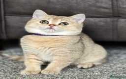 British Shorthair cats for sale: Stunning British shorthair NY 12 kittens - Image 6
