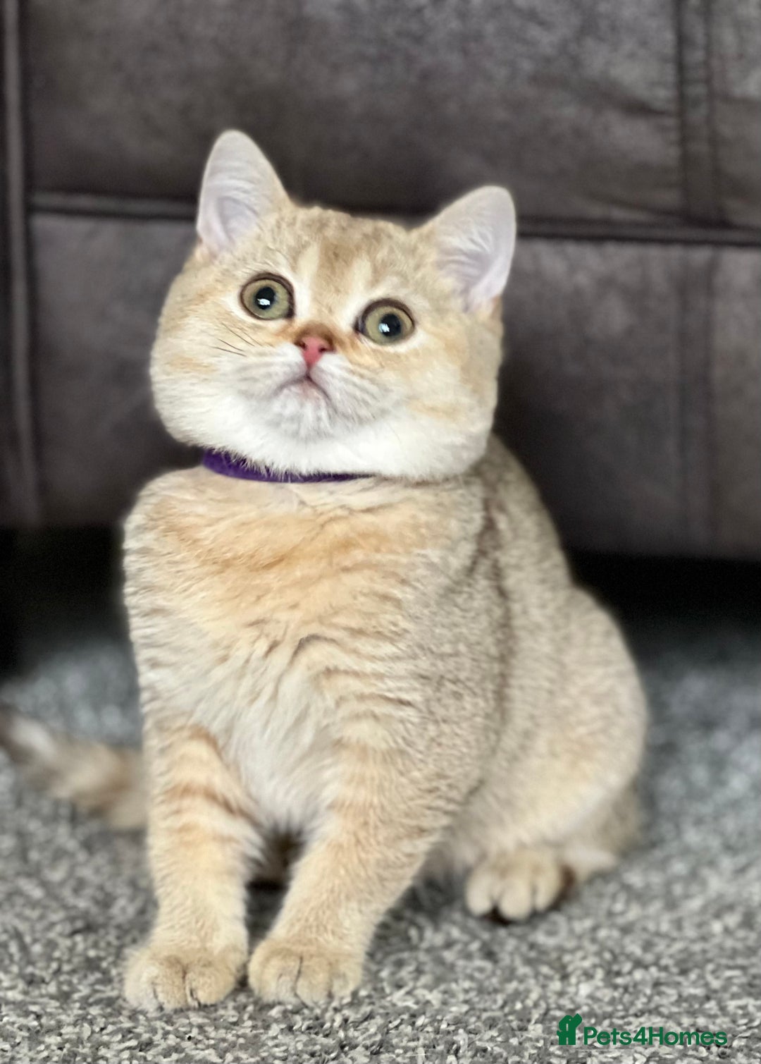 British Shorthair cats for sale: Stunning British shorthair NY 12 kittens - Image 6