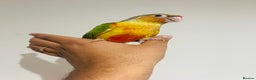 Conures birds for sale: Hand reared conures for sale  - Advert 9