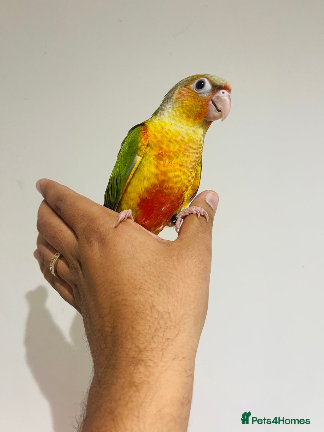 Conures birds for sale: Hand reared conures for sale  - Advert 9