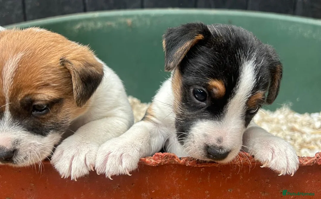 Jack Russell dogs for sale: Fantastic litter of Jack Russell  - Advert 9