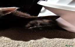 Mixed Breed cats for sale: 7 cute kittens - Image 17