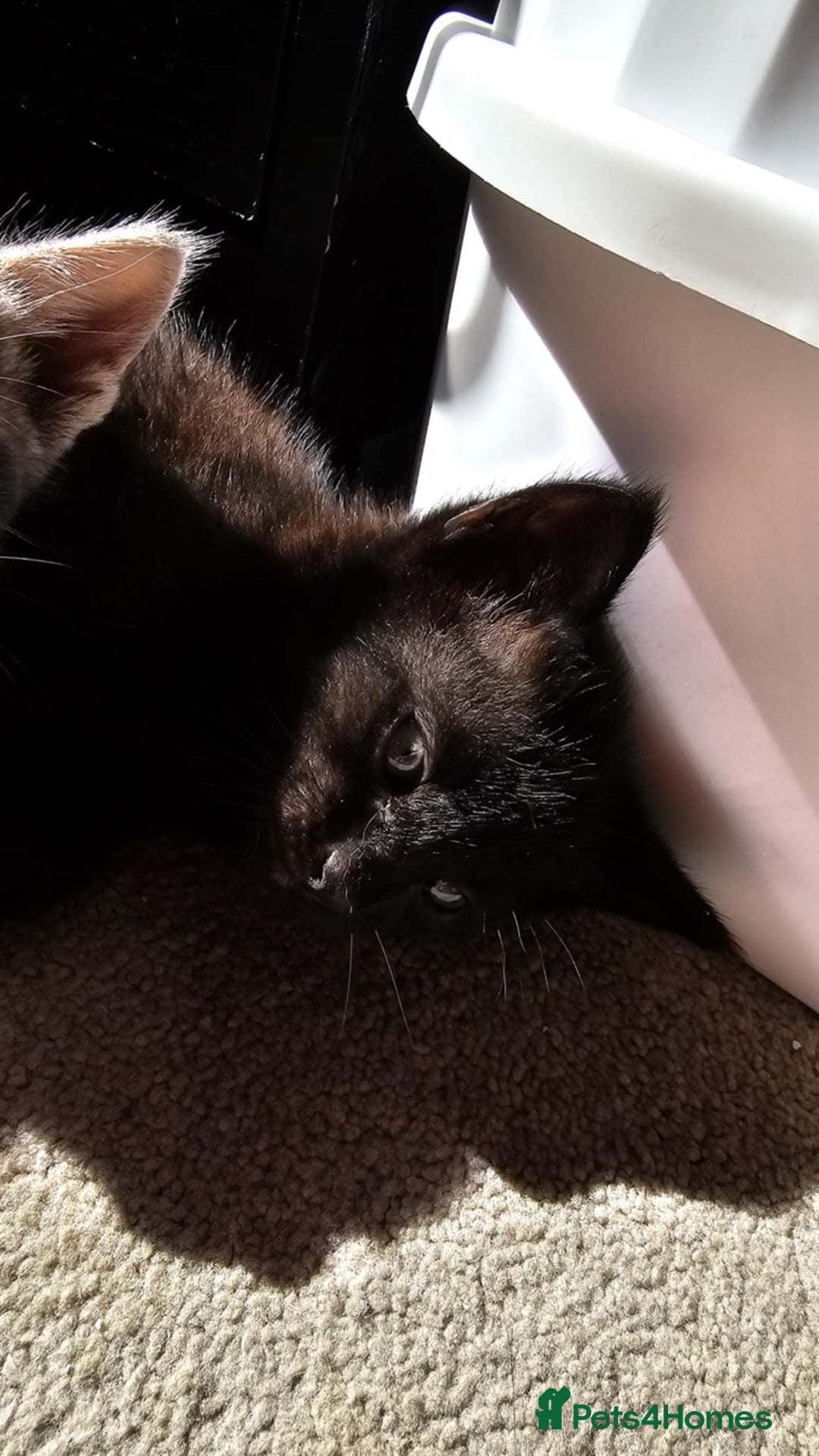 Mixed Breed cats for sale: 7 cute kittens - Image 17