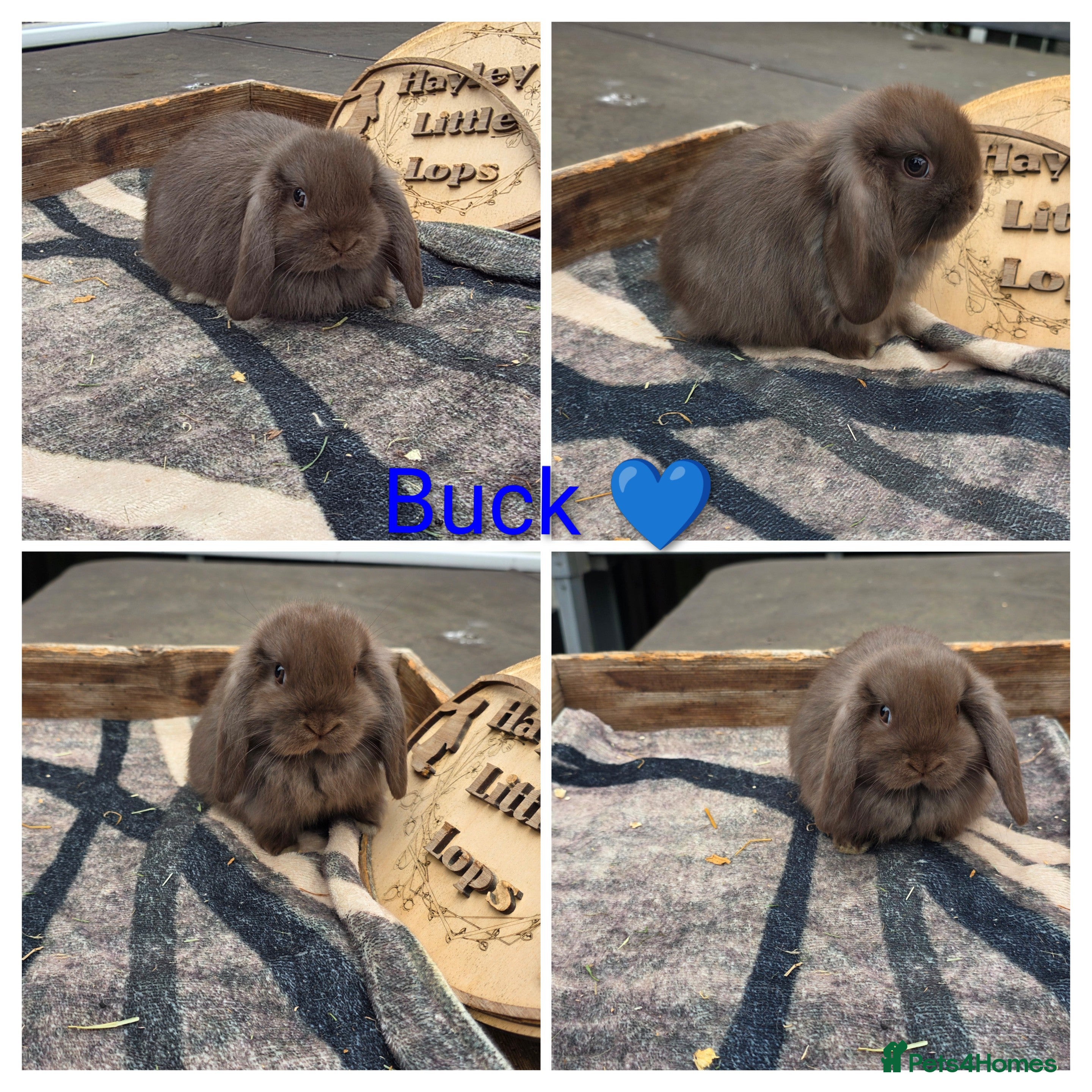 Mini Lop rabbits Gorgeous pure breed mini lops  - Advert 11