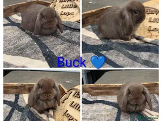 Mini Lop rabbits Gorgeous pure breed mini lops - Advert 11