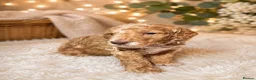 Cockapoo dogs for sale: ⭐️BEAUTIFUL TOY COCKAPOO PUPPIES⭐️ - Advert 9
