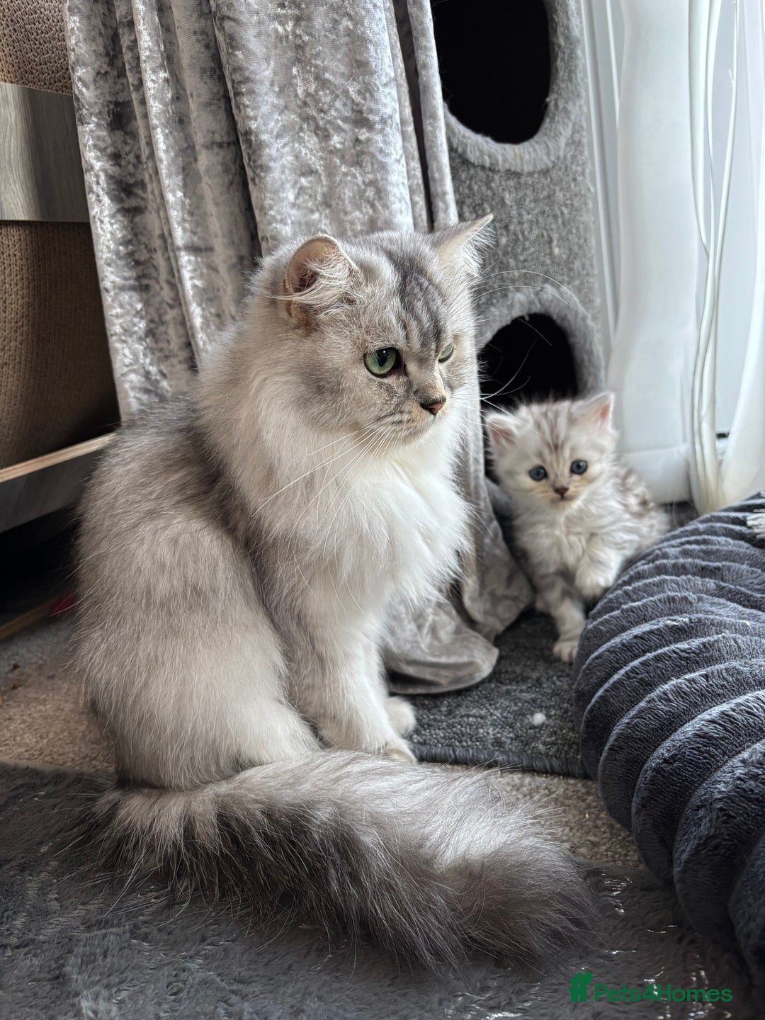 Maine Coon cats for sale: Persian X Maine coon 1 GIRL AVAILABLE  - Advert 2