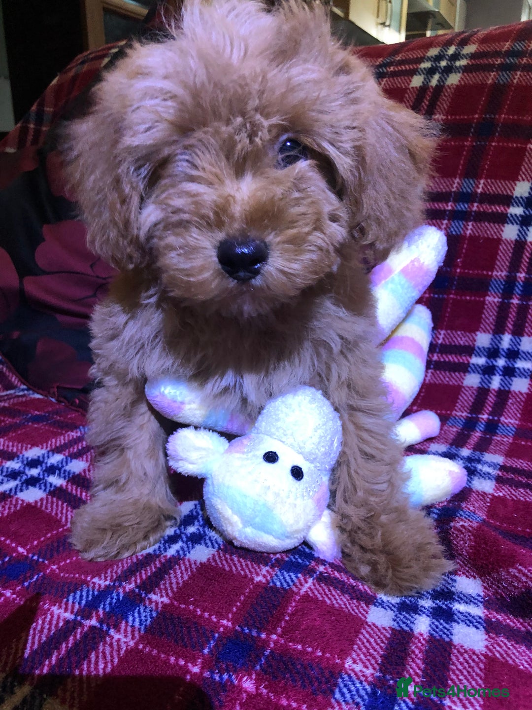 Cockapoo dogs for sale: Cockapoo puppies for sale  - Advert 41