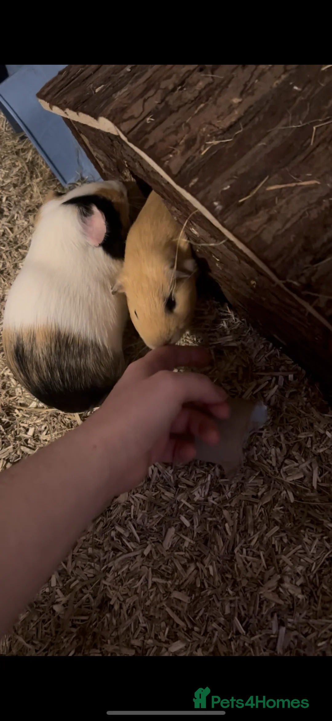 Guinea Pig rodents for sale: Pair of male guinea pigs - Advert 2