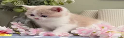 British Shorthair cats for sale: Stunning British Shorthair kittens  - Advert 11