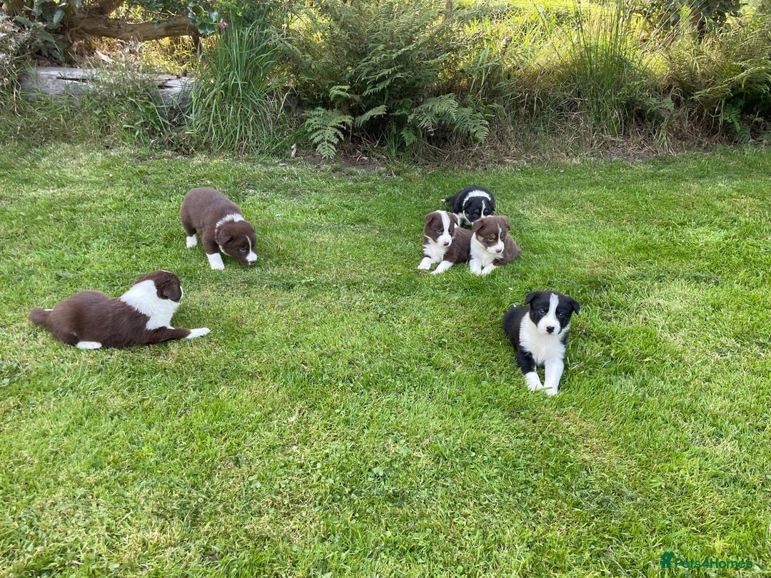 Border Collie dogs for sale: *BORDER COLLIE PUPPIES*⚫️⚪️🟤 - Image 7