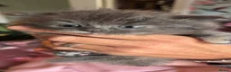 Nebelung cats for sale: ***Neblung cross ragdoll babies *** - Advert 10