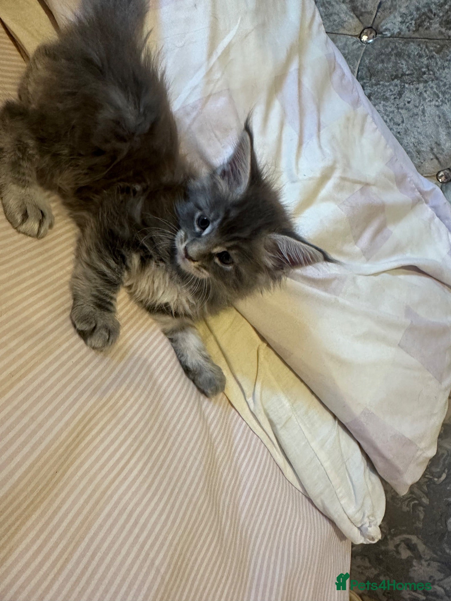 Maine Coon cats LuxuryMaine Coon kittens & can do payment plan - Advert 6