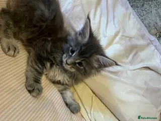 Maine Coon cats LuxuryMaine Coon kittens & can do payment plan - Advert 6