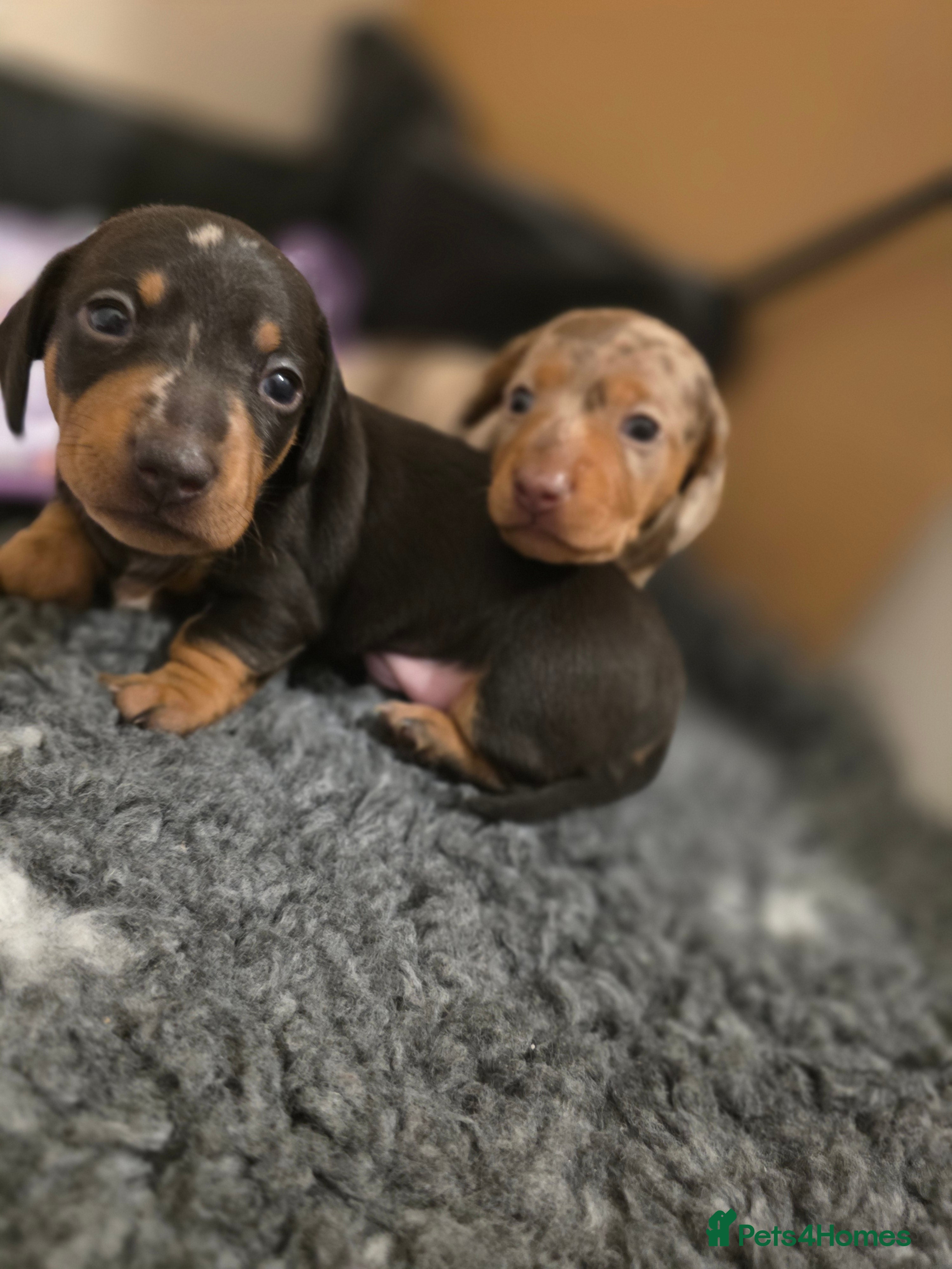 Miniature Dachshund dogs Miniature Dachshunds  - Advert 6