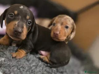 Miniature Dachshund dogs Miniature Dachshunds - Advert 6