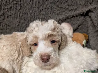 Standard Poodle dogs Viewing now, don't miss out. - Advert 4