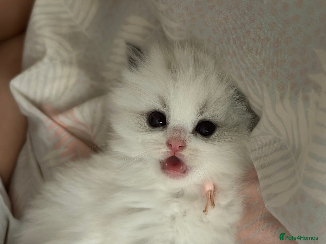 Ragdoll cats for sale: Beautiful pedigree kittens, show quality 💎❤️💎 - Image 33