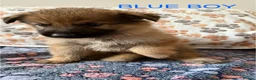 German Shepherd dogs for sale: Stunning health tested german shepherds  - Advert 13