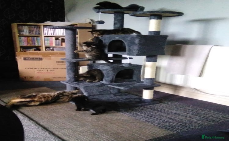 Domestic Shorthair cats - Advert 11