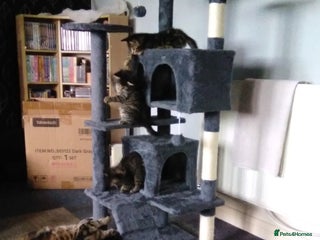 Domestic Shorthair cats - Advert 5