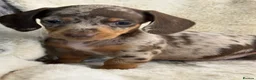 Miniature Dachshund dogs for sale: Top quality mini smooth dachshund puppies  - Advert 10