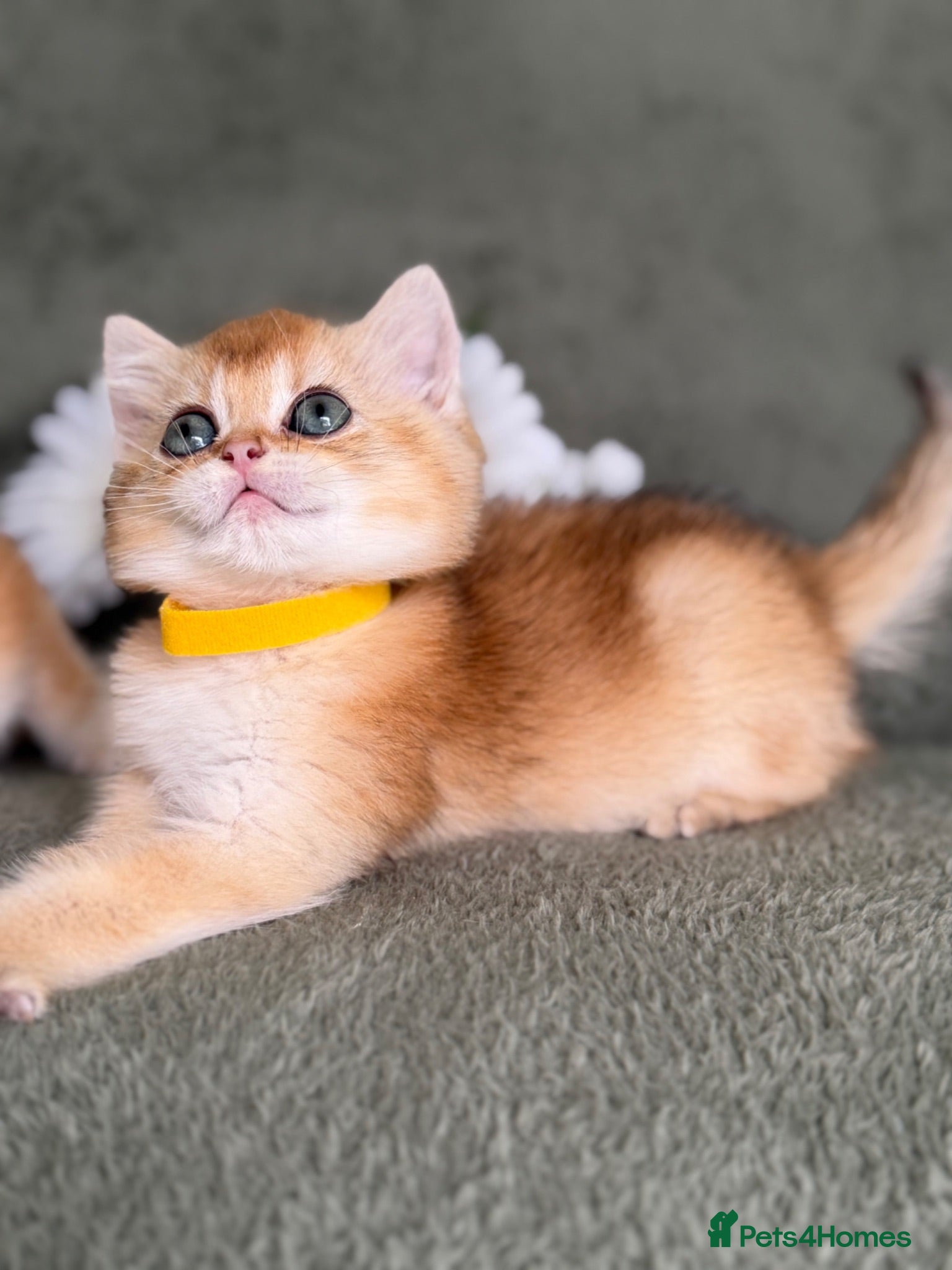 British Shorthair cats British shorthair adorable Blu golden GCCF kitens - Advert 16