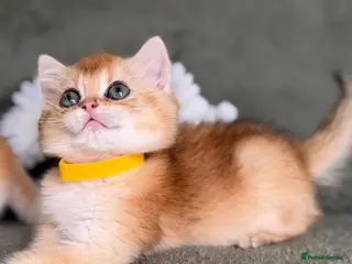 British Shorthair cats British shorthair adorable Blu golden GCCF kitens - Advert 16