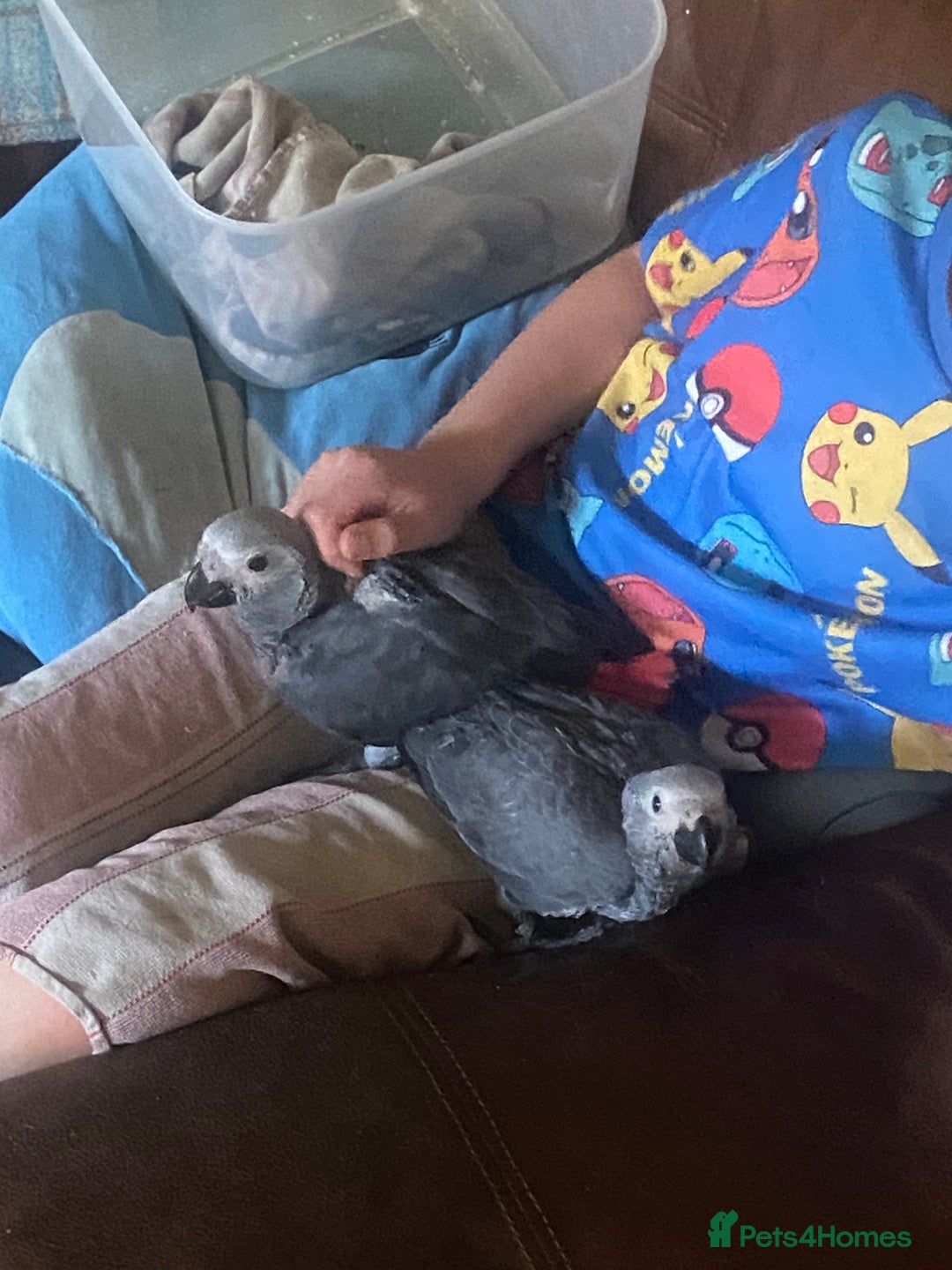 Parrots birds for sale: Cuddly tame african grey babies 2 left - Image 1