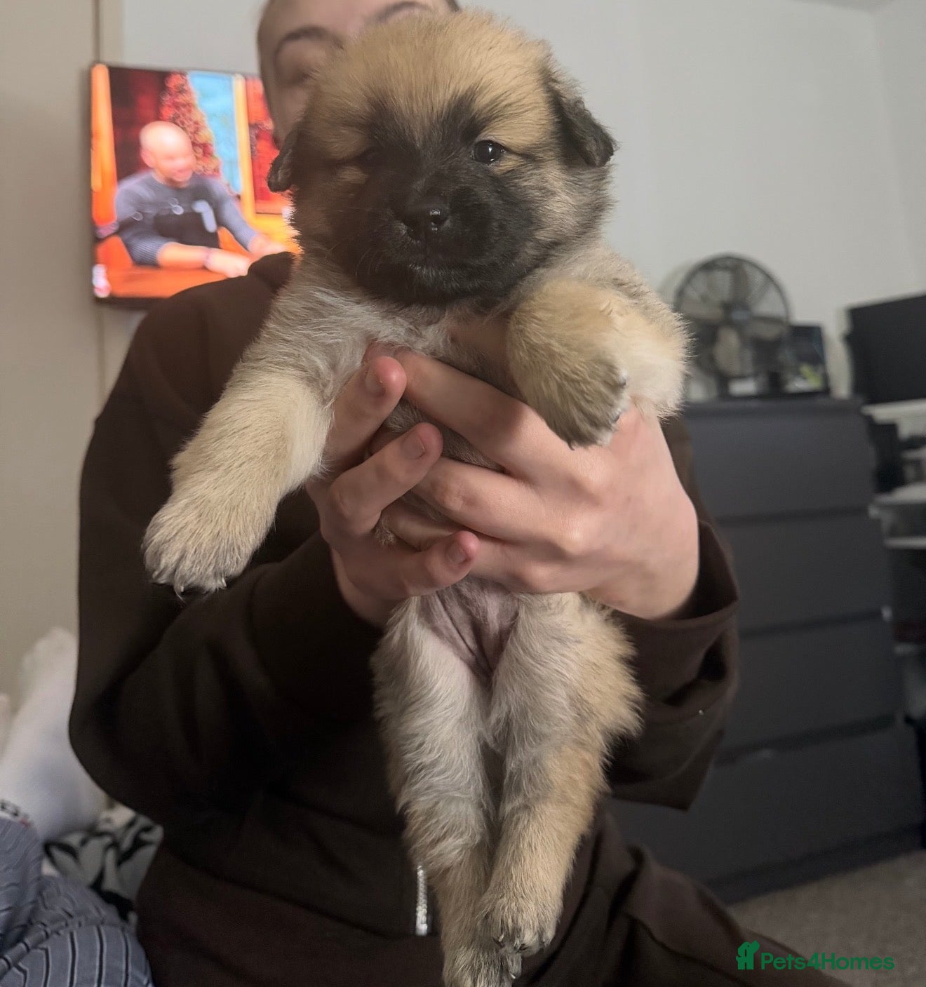 Mixed Breed dogs Bichon frise x Pomeranian pups  - Advert 7