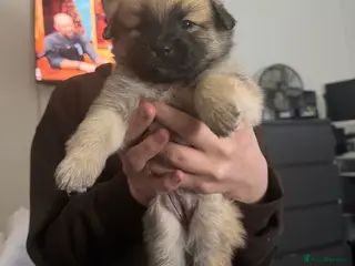 Mixed Breed dogs Bichon frise x Pomeranian pups - Advert 14