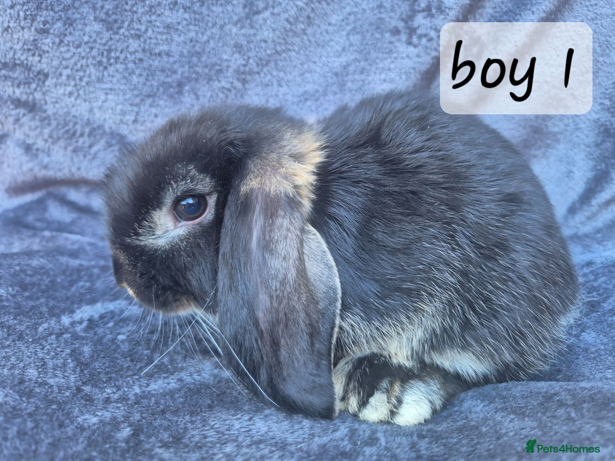 Mini Lop rabbits ❤️ Ready to leave 💙  - Advert 1