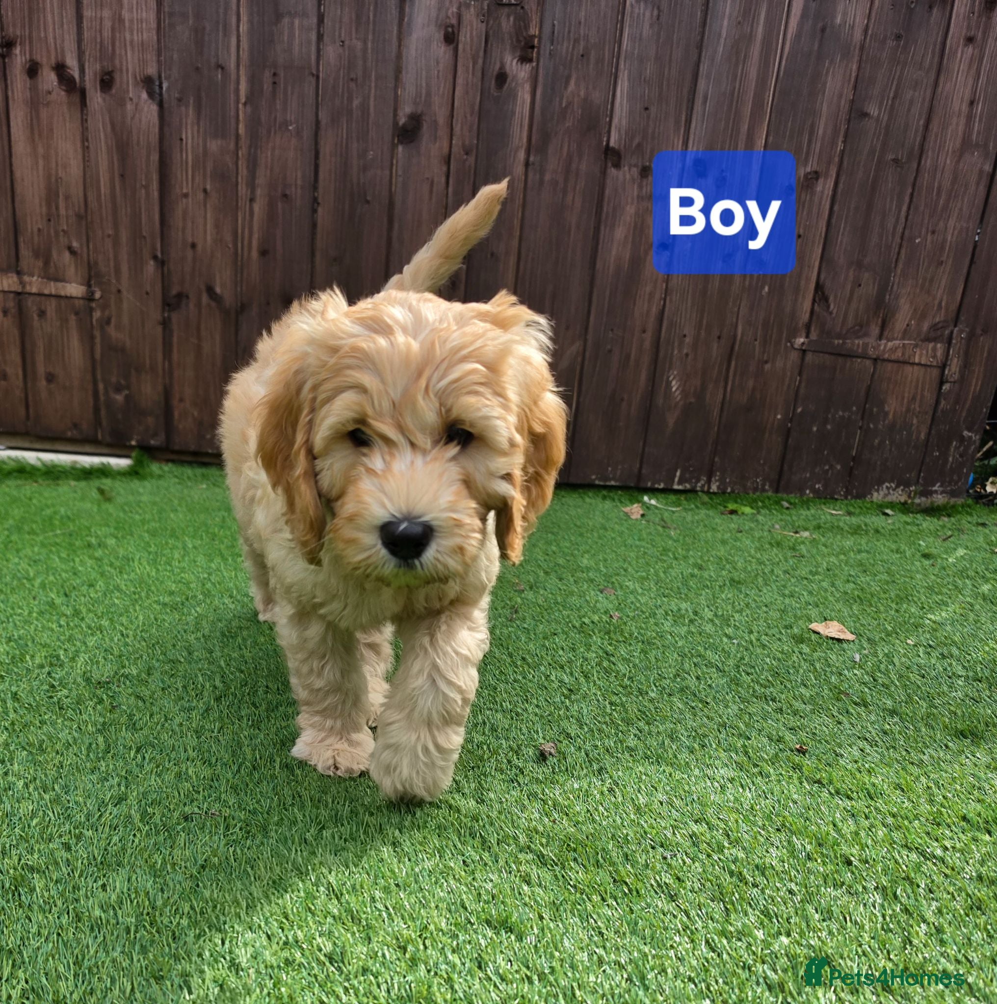Goldendoodle dogs Ready to go !!!🦮 F3 Goldendoodle🦮 DNA clear 100% - Advert 1