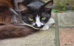 Mixed Breed cats for sale: Kittens for sale (NEED GONE ASAP) - Image 9