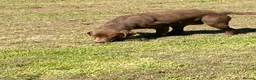 Labrador Retriever dogs for sale: Chocolate kc registered Labrador Fucge - Advert 6
