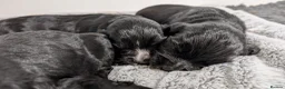 Cocker Spaniel dogs for sale: KC Registered Working Cocker Spaniel Puppies  - Advert 2