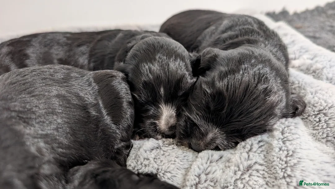Cocker Spaniel dogs for sale: KC Registered Working Cocker Spaniel Puppies  - Advert 2