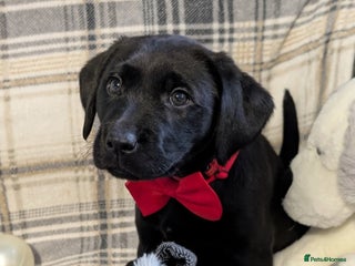 Labrador Retriever dogs Stunning labrador puppies from good working lines - Advert 2