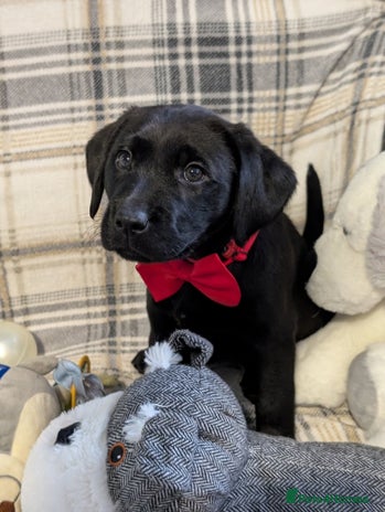 Labrador Retriever dogs Stunning labrador puppies from good working lines - Advert 2