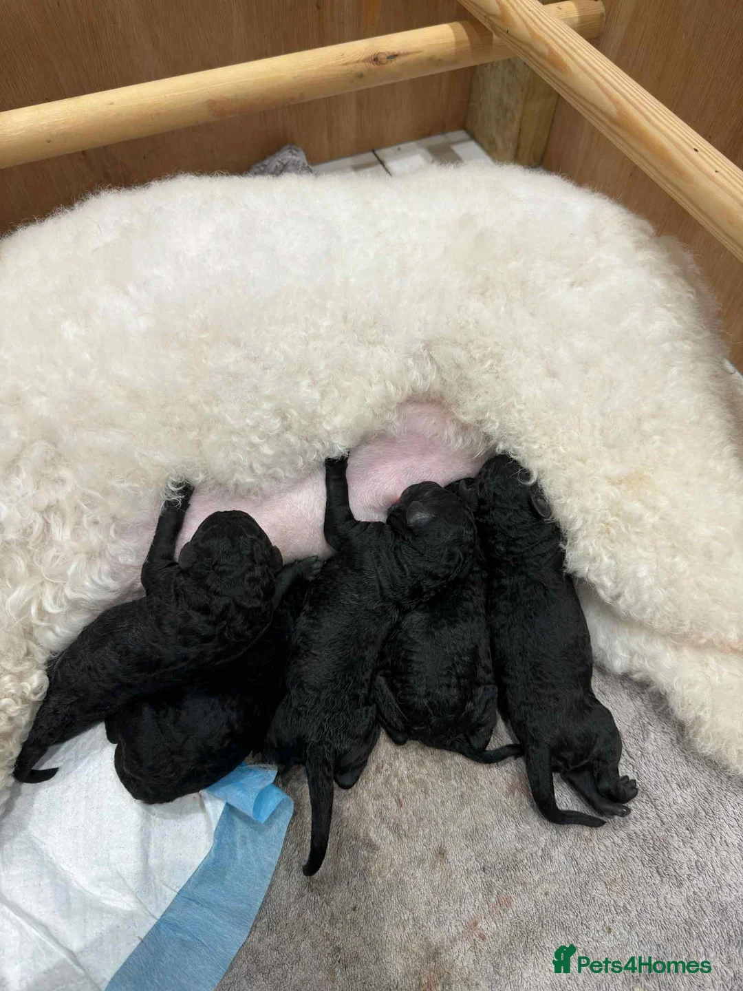 Standard Poodle dogs for sale: Exceptional Standard Poodle Puppies Show Quality - Advert 2