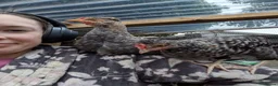Chickens poultry for sale: 4 Gorgeous cockerels Blue White Olive egg genes in Christchurch - Advert 9